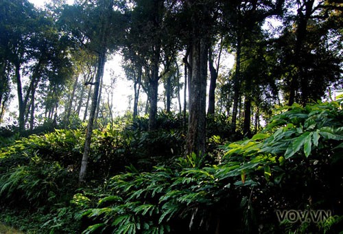 木と森の美しさを描いた歌 - ảnh 1