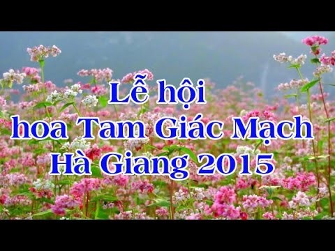 第1回ソバの花祭り始まるハーザン省  - ảnh 1