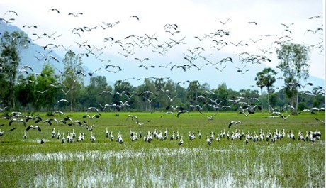 アンザン省、テトにあたり多くの観光客を誘致 - ảnh 1