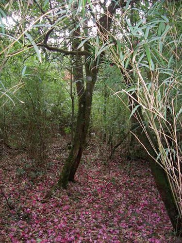 ホアンリェンソン国立公園のシャクナゲ - ảnh 4