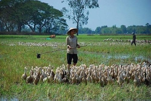 メコンデルタ地域におけるアヒルの飼育 - ảnh 1