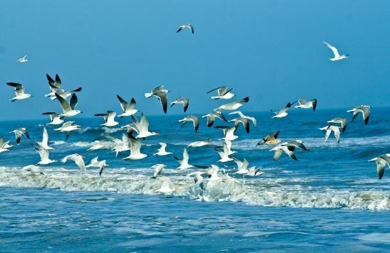 ベトナムの海と島にちなんだ歌 - ảnh 1