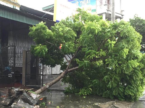 台風ディアンムーによる被害 - ảnh 7