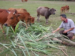 ASEAN中国、ミレニアム目標の遂行に協力 - ảnh 1