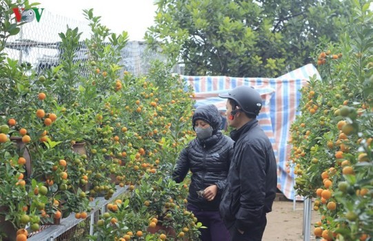 お正月の観葉植物市場 - ảnh 1