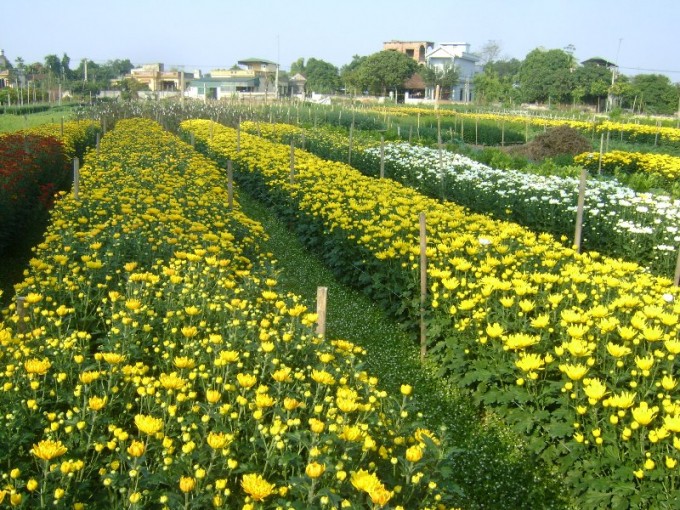 テトを控えるフーバン花村 - ảnh 1