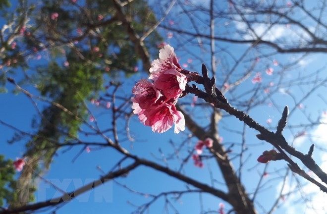 バクニン省、日本の桜植樹セレモニー - ảnh 1