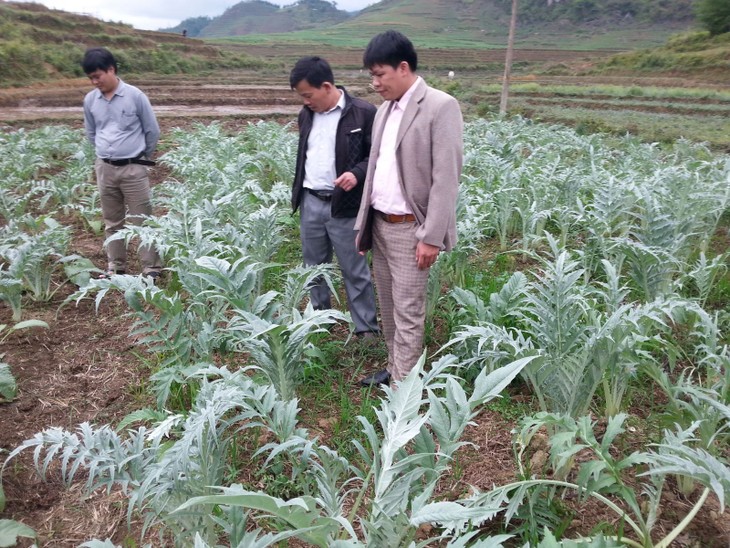 ハーザン省クアンバ県での薬草栽培 - ảnh 2