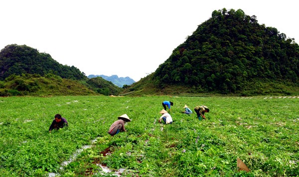 ハーザン省クアンバ県での薬草栽培 - ảnh 1