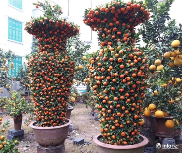 テトになぜ花を飾りますか - ảnh 4