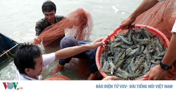 メコンデルタの各地方、エビ輸出を促進 - ảnh 1