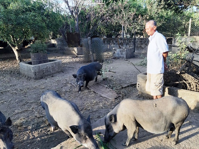 野生イノシシの飼育で経済発展をするバナ族の人たち - ảnh 1