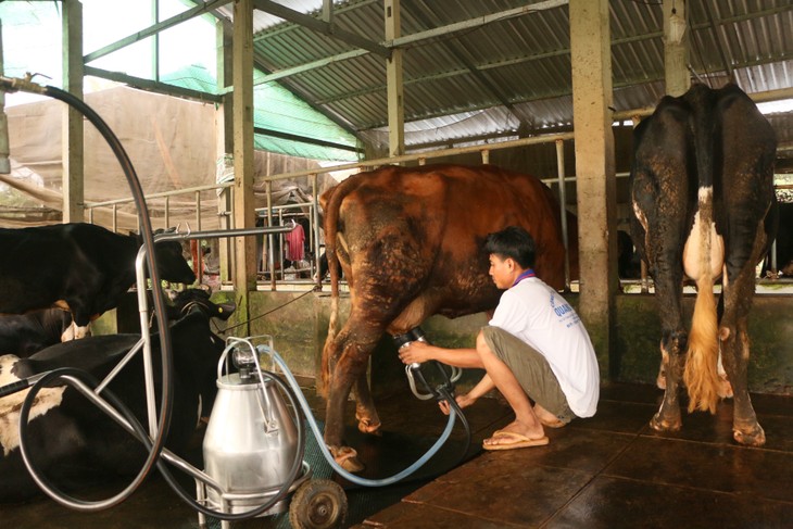 ソクチャン省での乳牛飼育 - ảnh 2