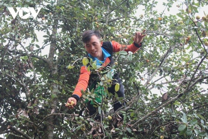 キミノサンザシの収穫期を迎える山間部ソンラ省 - ảnh 4