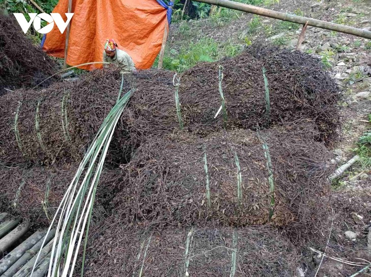 東北部森林地帯の特産物「黒いゼリー」 - ảnh 3