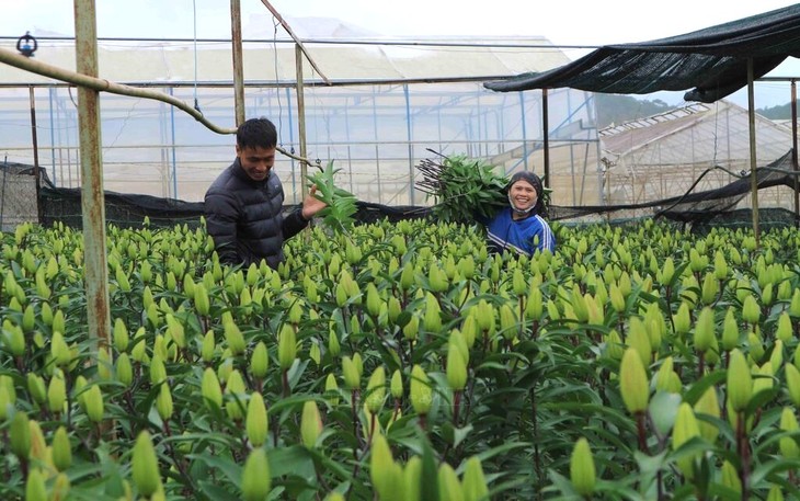 ラムビエン高原にある花の村 - ảnh 2