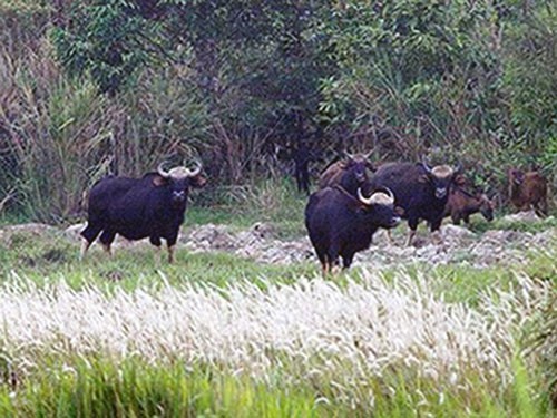 Zona cadangan biosfer  Dong Nai - Mutiara bernilai pemberian  alam - ảnh 4