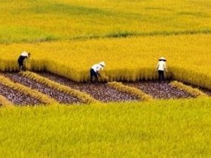 Mengembangkan pola sawah percontohan yang besar  dalam membangun  pedesaan baru. - ảnh 1