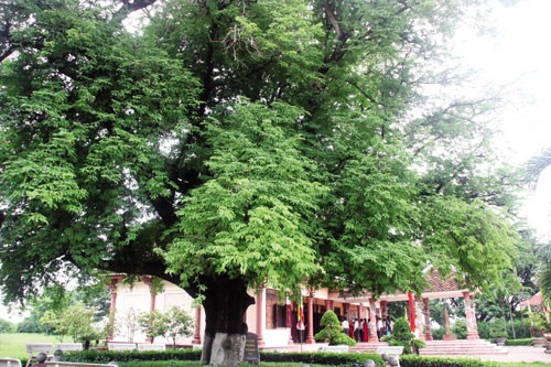 Mengunjungi Museum Quang Trung di provinsi Binh Dinh - ảnh 2