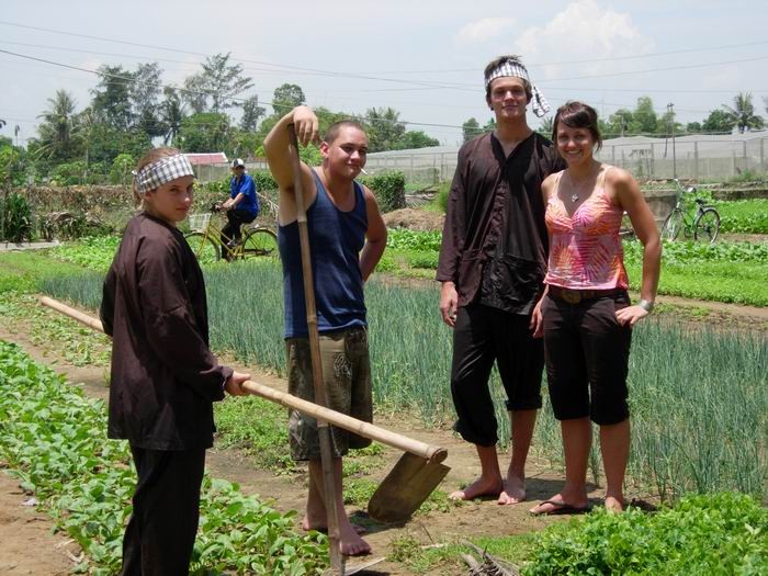 Sebagai petani  di desa penanaman  sayur-sayuran Tra Que, di sektor kota kuno - ảnh 1