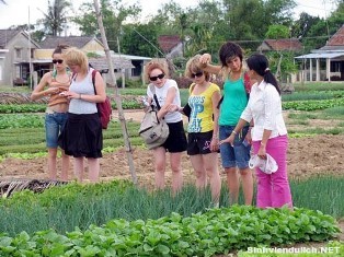 Sebagai petani  di desa penanaman  sayur-sayuran Tra Que, di sektor kota kuno - ảnh 2