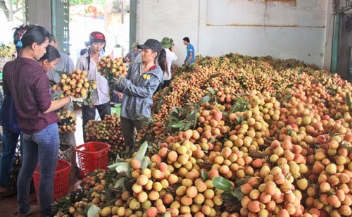 Amerika Serikat  mengimpor leci dan kelengkeng Vietnam - ảnh 1