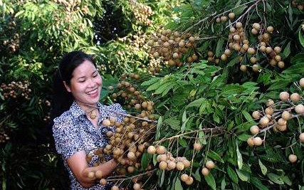 Leci dan Kelengkeng Vietnam direncanakan  akan berada di pasar Amerika Serikat pada akhir tahun ini. - ảnh 1