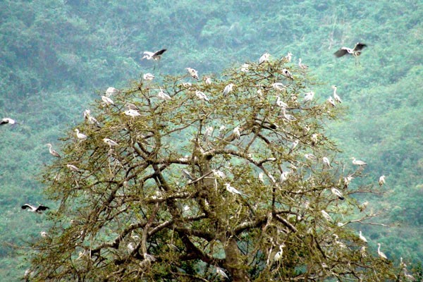 Perjalanan  mencari pengalaman  yang atraktif di Taman Nasional Cuc Phuong - ảnh 5