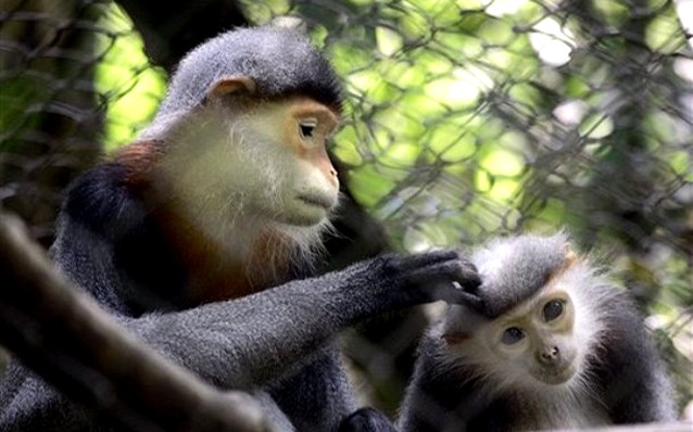 Perjalanan  mencari pengalaman  yang atraktif di Taman Nasional Cuc Phuong - ảnh 3