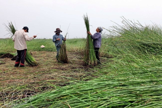 Kerajinan menganyam mendong tradisional  di kabupaten Kim Son, provinsi Ninh Binh - ảnh 1