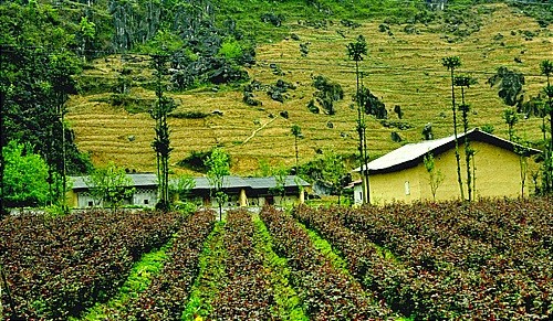 Pho Bang-kota madya yang tenteram aman di daerah dataran tinggi batu Dong Van - ảnh 1