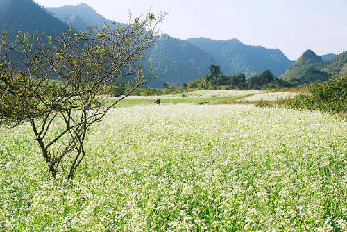 Sehari singgah di Moc Chau - ảnh 1