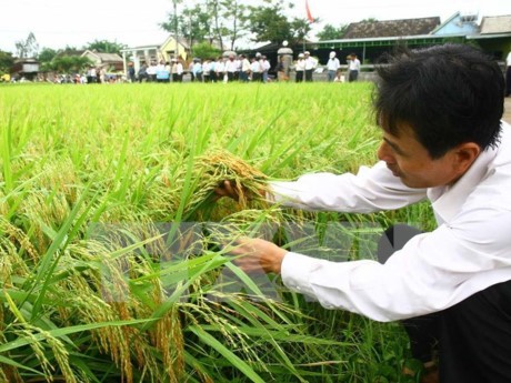 Solusi untuk kaum tani ketika Vietnam ikut dalam Perjanjian Kemitraan Trans Pasifik (TPP) - ảnh 1