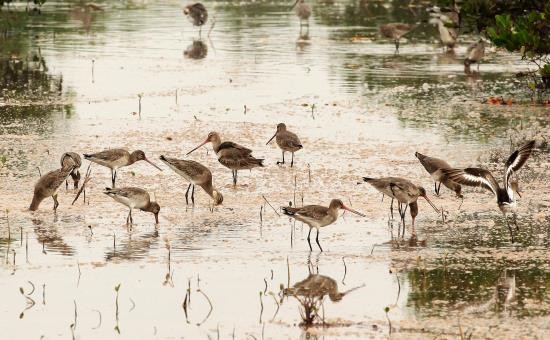 Taman Nasional Xuan Thuy -  Bumi baik tempat  burung  suka  bertengger - ảnh 4