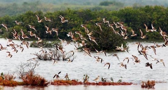 Taman Nasional Xuan Thuy -  Bumi baik tempat  burung  suka  bertengger - ảnh 5