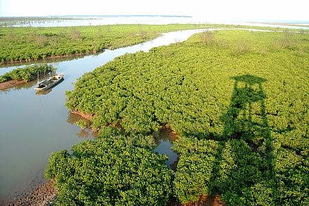 Taman Nasional Xuan Thuy -  Bumi baik tempat  burung  suka  bertengger - ảnh 1