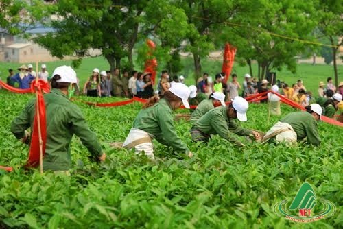 Pembukaan Festival Teh di daerah dataran tinggi Moc Chau - ảnh 1