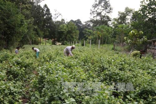 Vietnam mengumumkan Rencana Aksi Nasional demi perkembangan yang berkesinambungan - ảnh 1