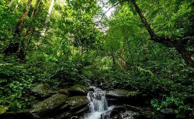 Menguak tabir Taman Nasional Pu Mat, provinsi Nghe An - ảnh 4