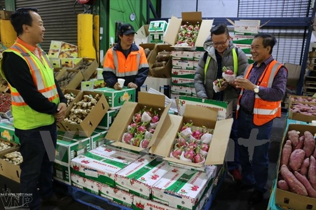 Buah Naga dari Vietnam mulai dijual di Australia - ảnh 1