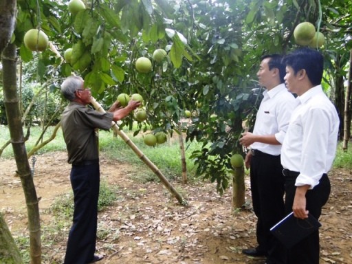 Berbagi pengalaman internasional tentang pengembangan rantai nilai dalam produksi pertanian - ảnh 1