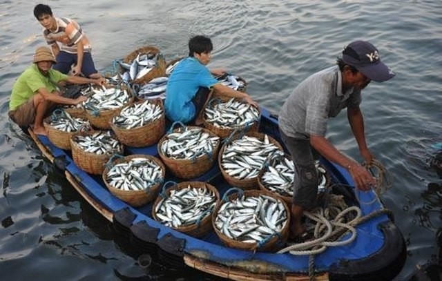 Bekerjasama mengelola perikanan dan menjaga  lingkungan  di Laut Timur - ảnh 1