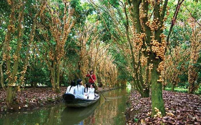 Mengunjungi Kebun pohon buah-buahan Vam Xang, Kabupaten Phong Dien, Kota Can Tho - ảnh 2