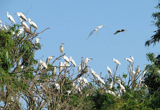 Datang mengunjungi kebun burung bangau Bang Lang - ảnh 2