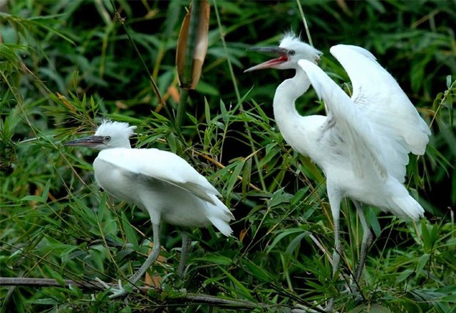 Datang mengunjungi kebun burung bangau Bang Lang - ảnh 3