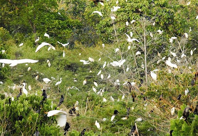 Datang mengunjungi kebun burung bangau Bang Lang - ảnh 4