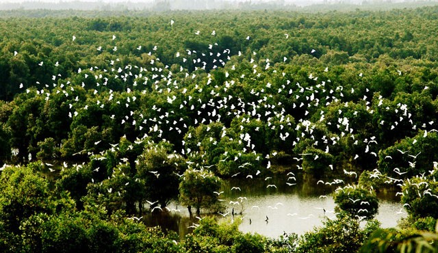 Datang mengunjungi kebun burung bangau Bang Lang - ảnh 1