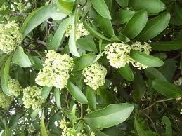 Les fleurs d’alstonia à Hanoi - ảnh 1