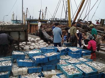 Une carte de l'exploitation de la pêcherie sera établie - ảnh 1