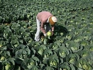 Agriculture: zone expérimentale de coopération Chine-ASEAN  - ảnh 1